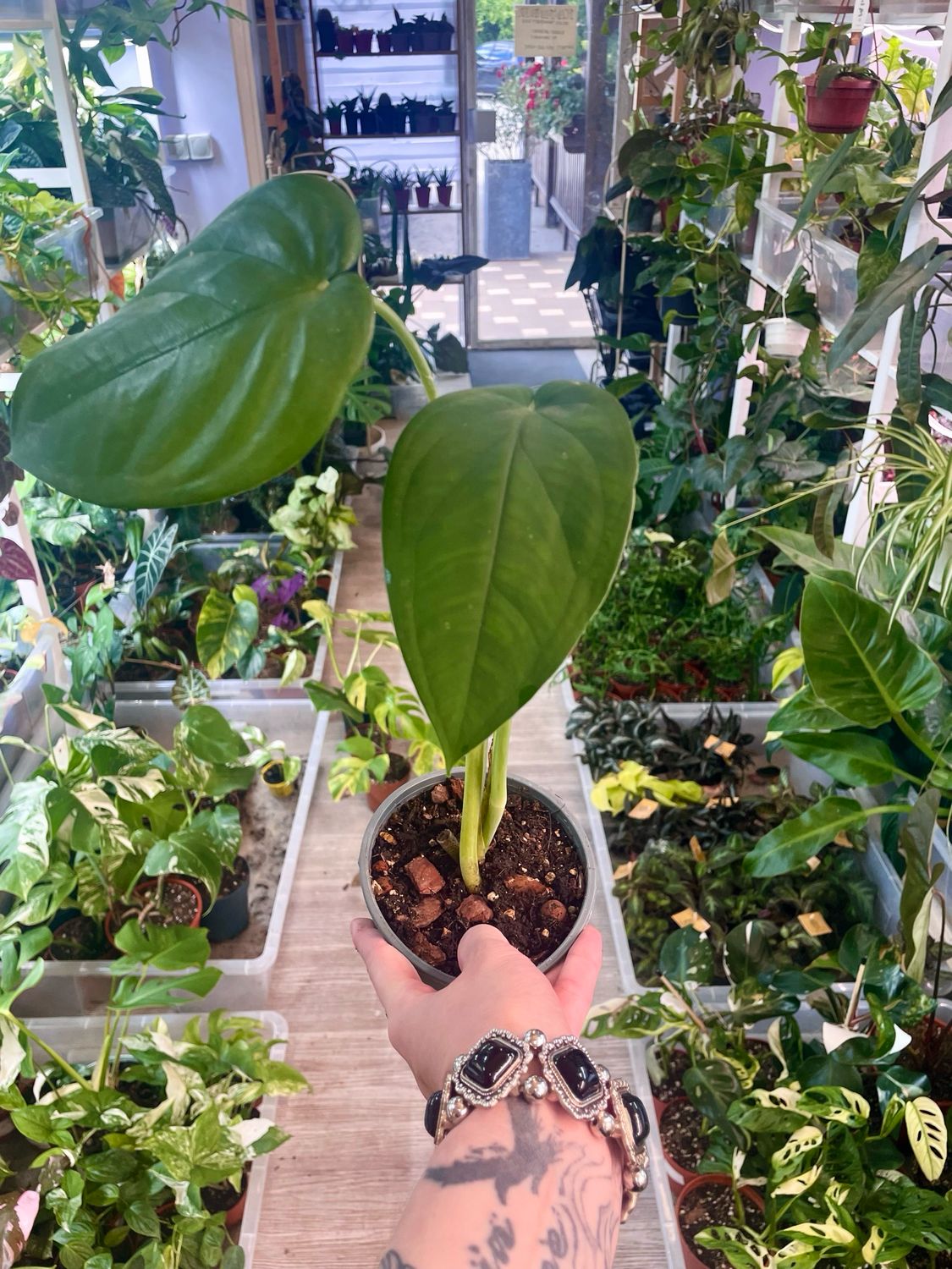 Syngonium Chiapense 