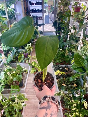 Syngonium Chiapense 