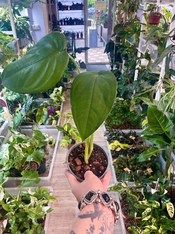 Syngonium Chiapense 