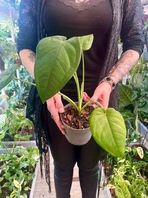 Syngonium Chiapense 