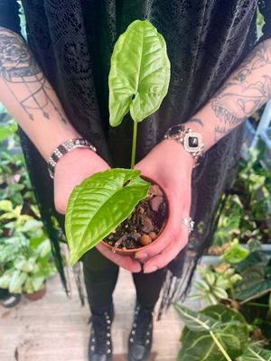 Syngonium Steyermarkii