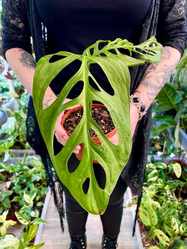 Monstera  Esqueleto