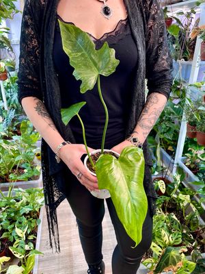 Philodendron Golden (Mottled) Dragon