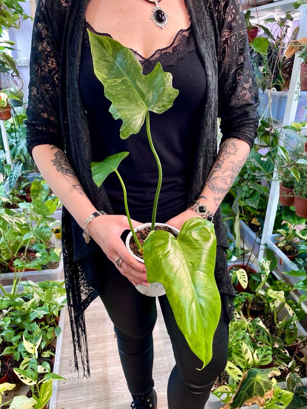 Philodendron Golden (Mottled) Dragon