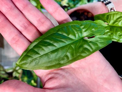 Syngonium Steyermarkii