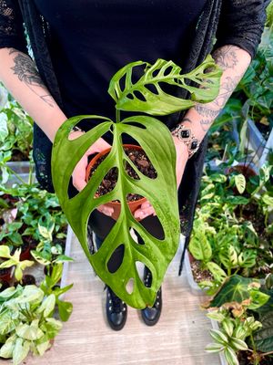 Monstera  Esqueleto