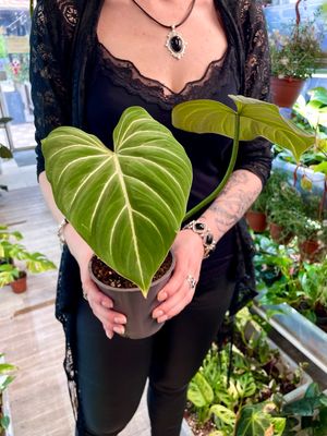 Philodendron Gloriousum dark form