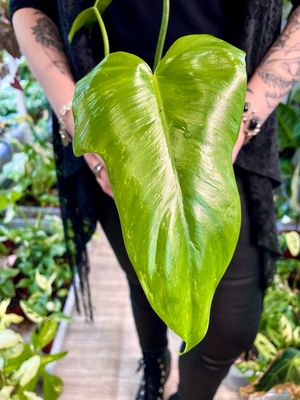 Philodendron Golden (Mottled) Dragon