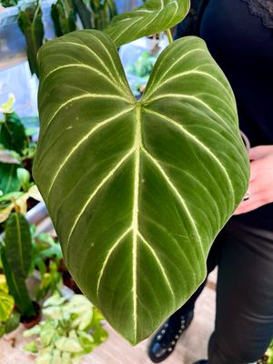 Philodendron Gloriousum dark form