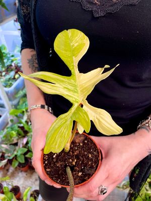 Philodendron Florida Beauty 