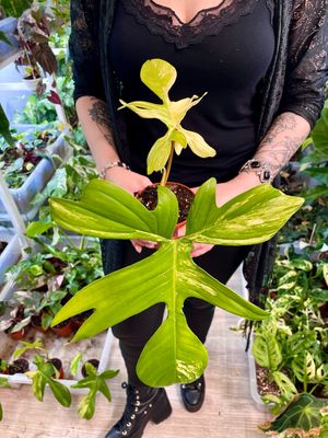 Philodendron Florida Beauty 