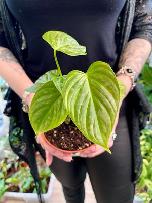 Philodendron Majestic