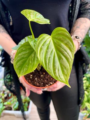 Philodendron Majestic