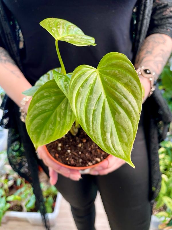 Philodendron Majestic