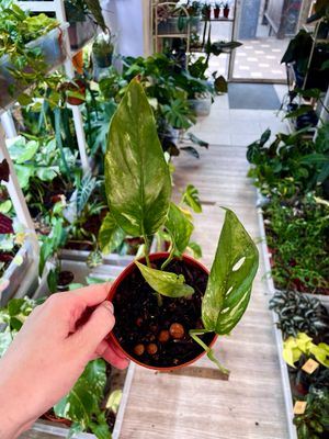 Epipremnum Albo Variegata low var.