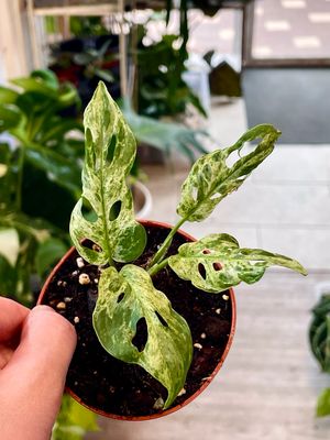 Monstera adansonii frozen freckles