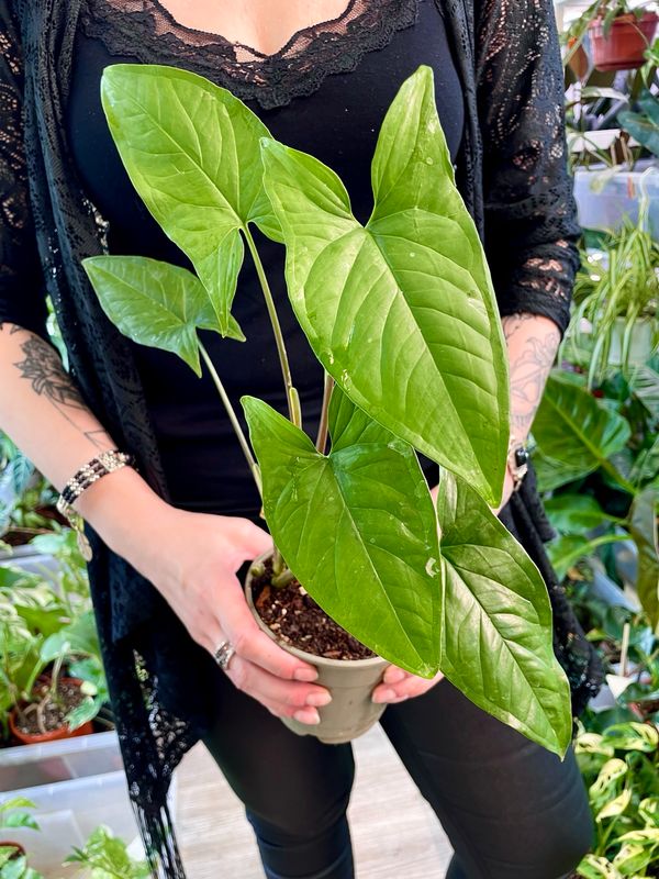 Syngonium green (reverted albo)