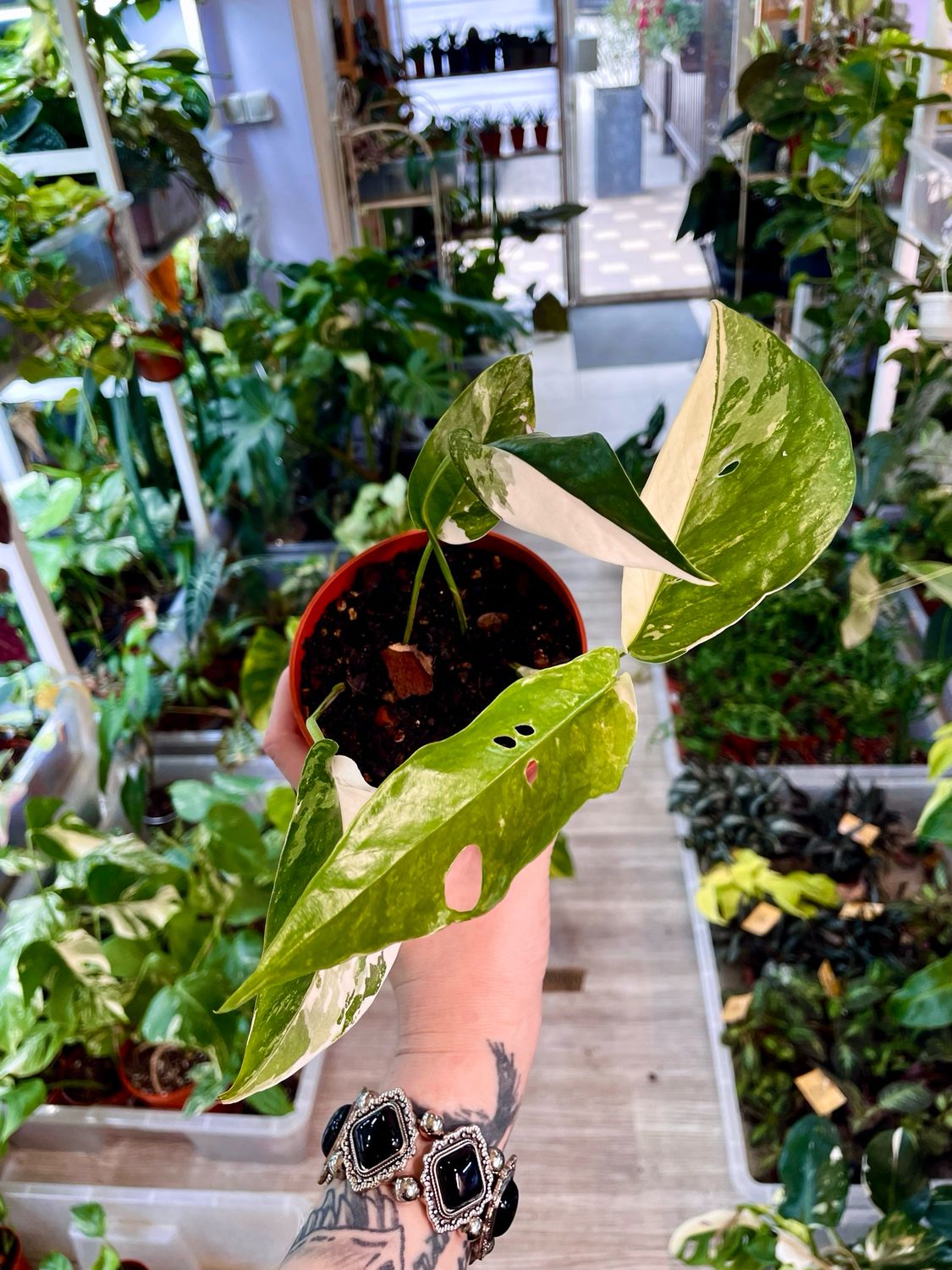 Epipremnum albo variegata high var.