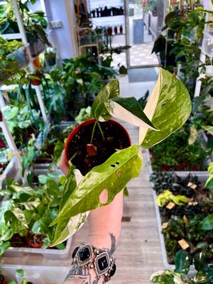 Epipremnum albo variegata high var.
