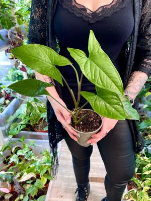 Syngonium green (reverted albo)