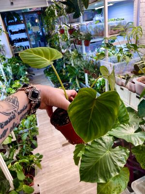 Philodendron Gloriosum