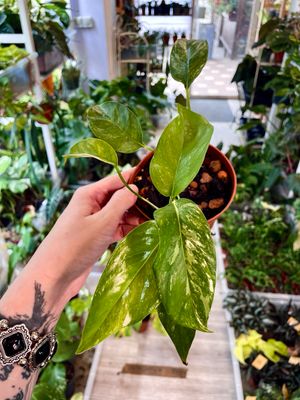 Epipremnum Albo Variegata low var.