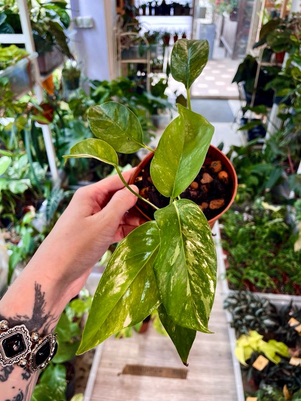 Epipremnum Albo Variegata low var.