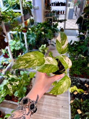 Epipremnum albo variegata high var.