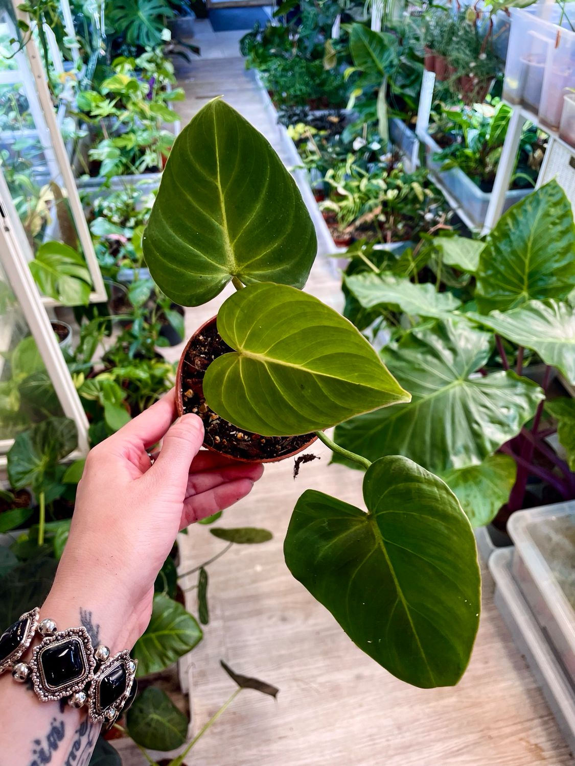 Philodendron Gloriosum