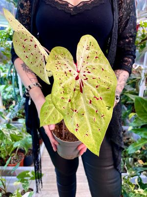 Caladium mix fi13
