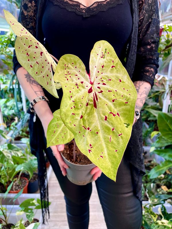 Caladium mix fi13