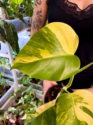 Monstera deliciosa aurea