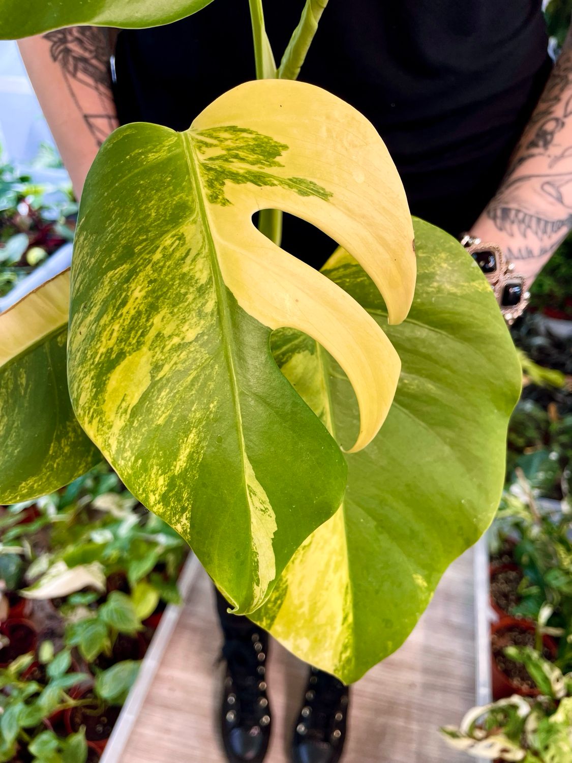 Monstera deliciosa aurea