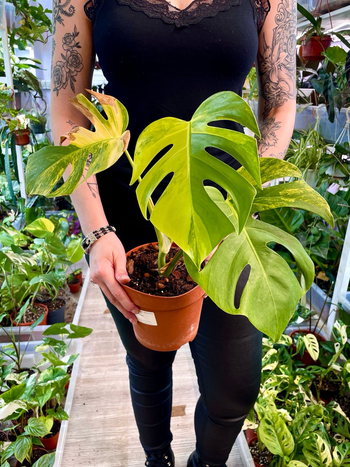 Monstera deliciosa Aurea