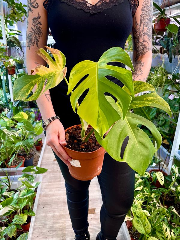 Monstera deliciosa Aurea