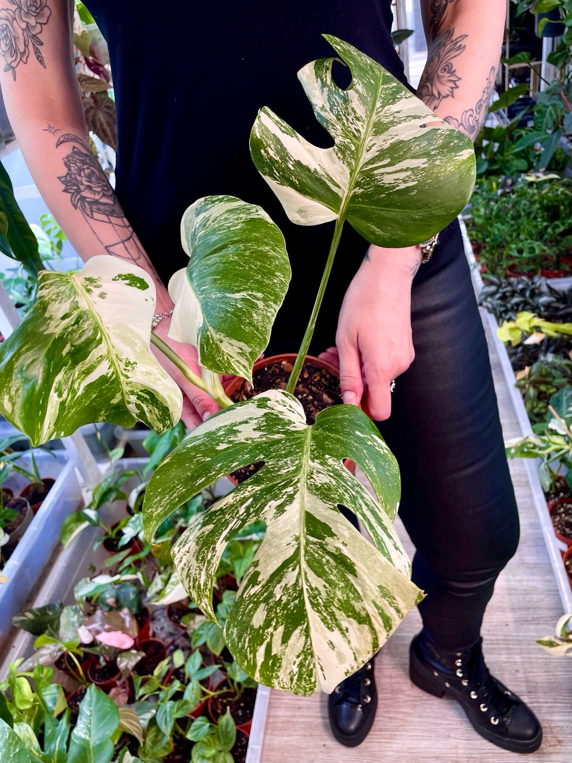 Monstera deliciosa albo variegata