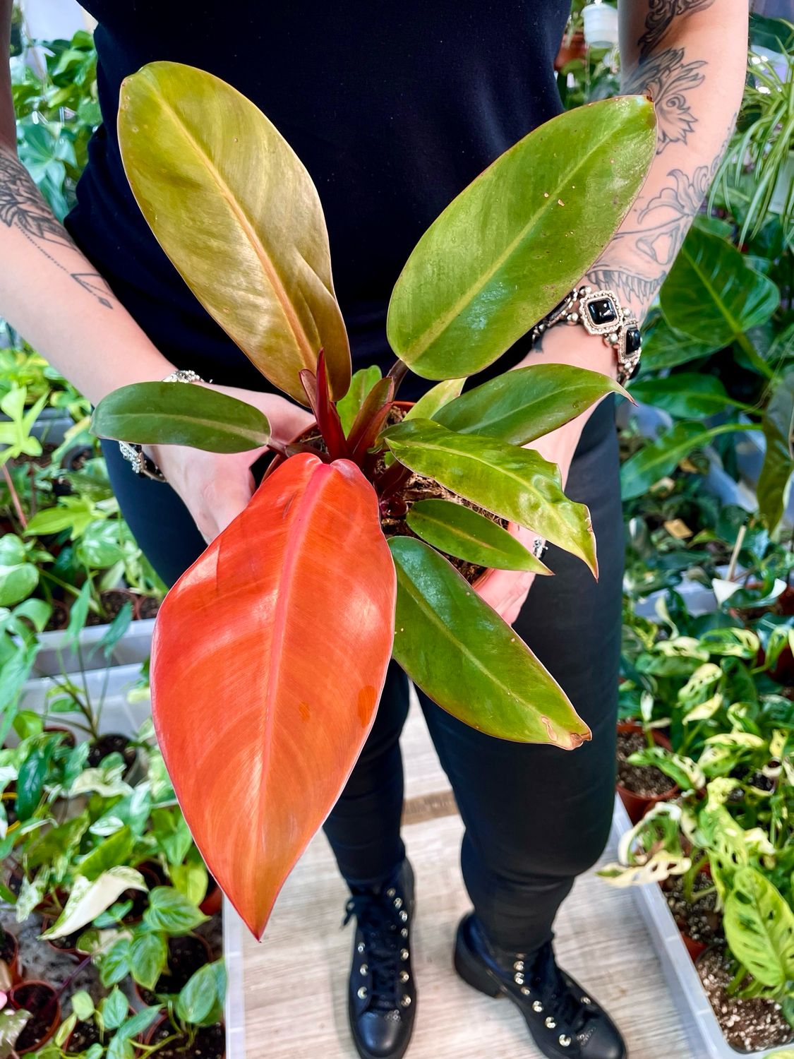 Philodendron Prince of Orange fi12