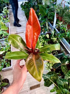 Philodendron Prince of Orange fi12