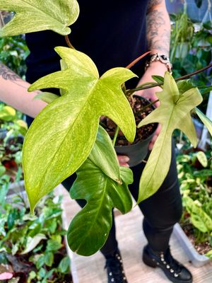 Philodendron Florida Ghost 
