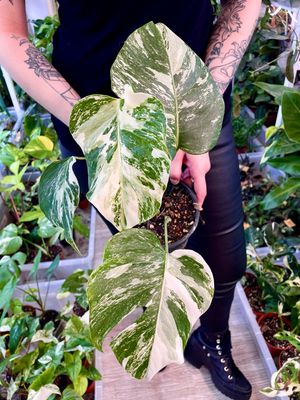 Monstera deliciosa albo variegata