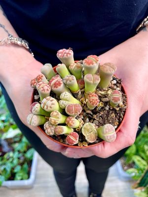Lithops živi kamen sukulent