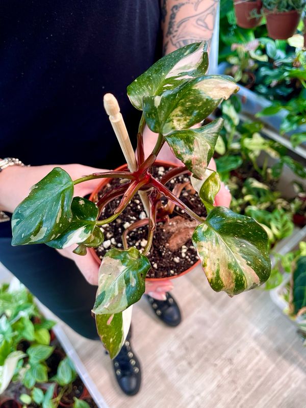 Philodendron Red Anderson small