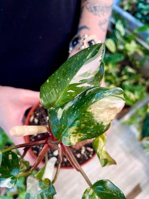 Philodendron Red Anderson small