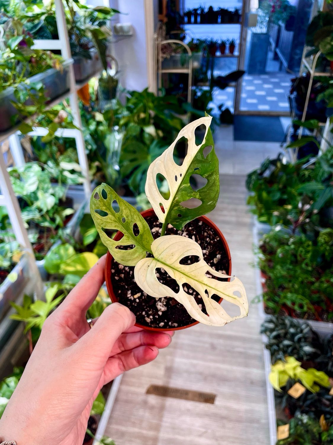 Monstera Adansonii albo variegata small