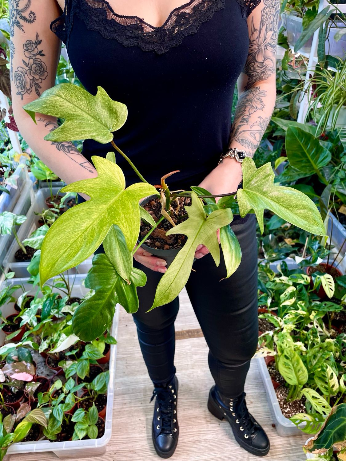 Philodendron Florida Ghost 