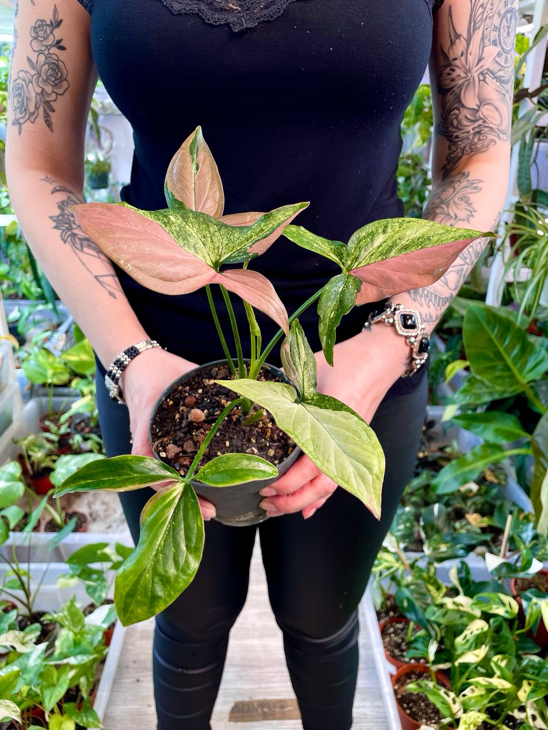 Syngonium red spot tricolor