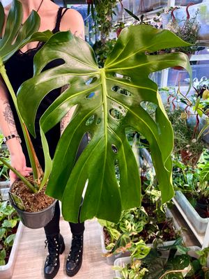Monstera Deliciosa fi19 XL leaves