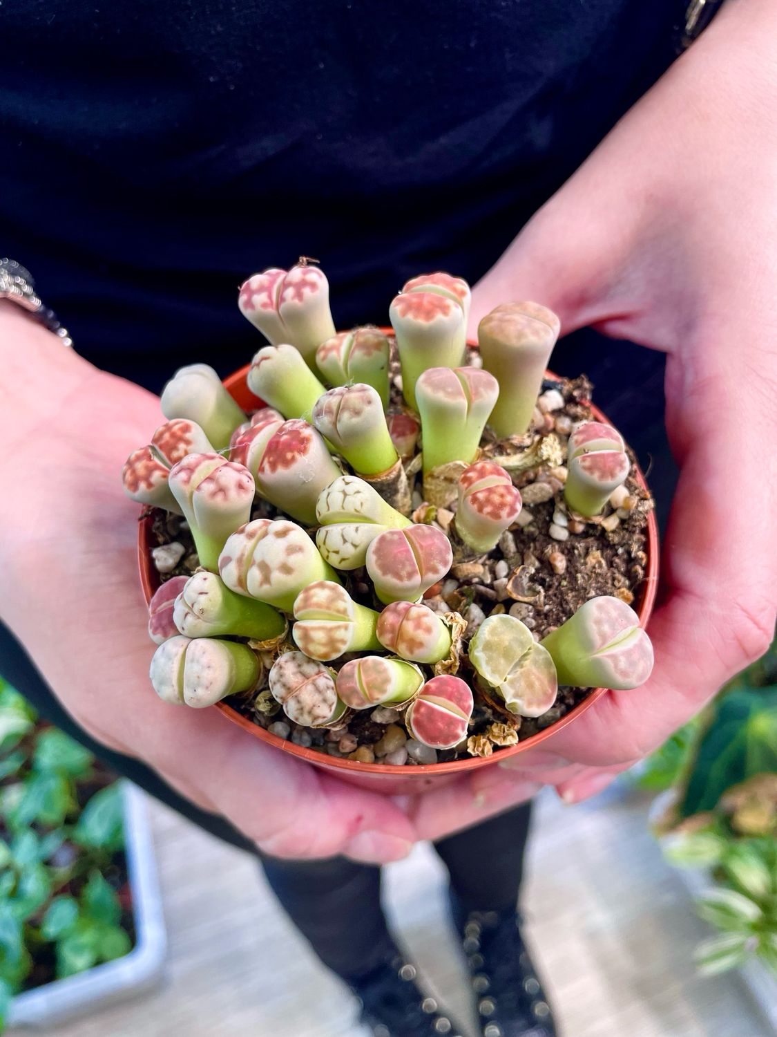 Lithops živi kamen sukulent
