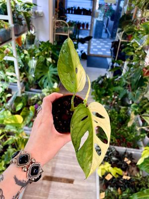 Monstera Adansonii albo variegata small