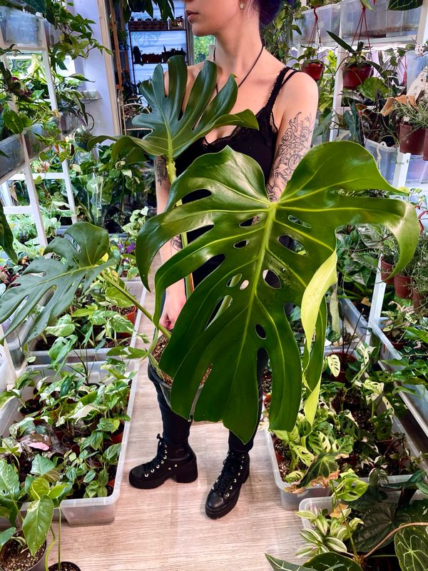 Monstera Deliciosa fi19 XL leaves